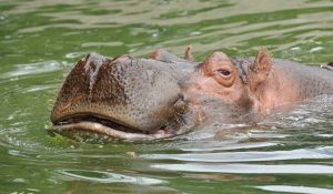 hippo make a sound