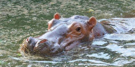 What Sound Does a Hippo Make