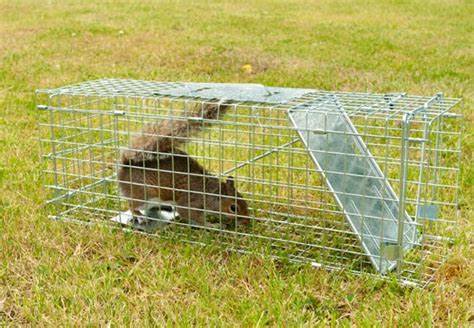 Set up traps everywhere-how to get rid of ground squirrels
